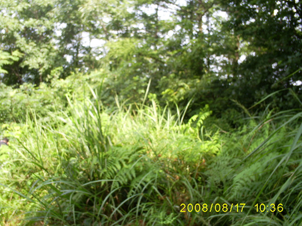 080817_S5031324.jpg