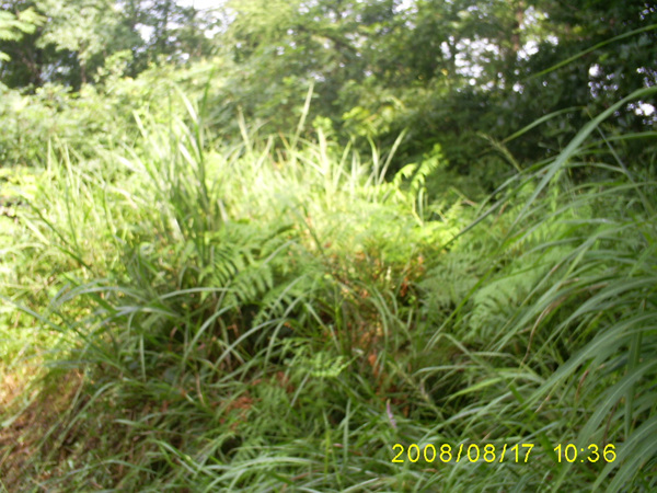 080817_S5031325.jpg