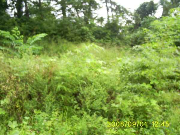 080901_S5031435.jpg