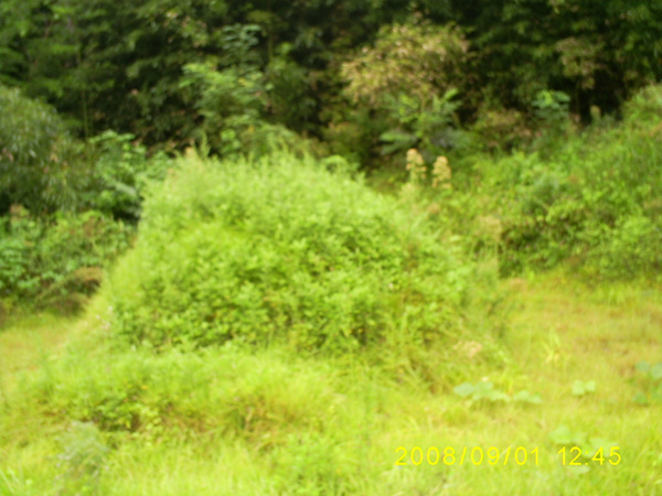 080901_S5031436.jpg
