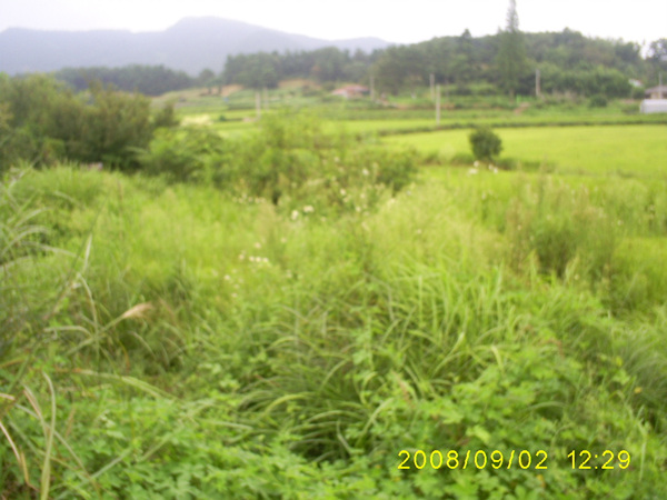 080902_S5031452.jpg