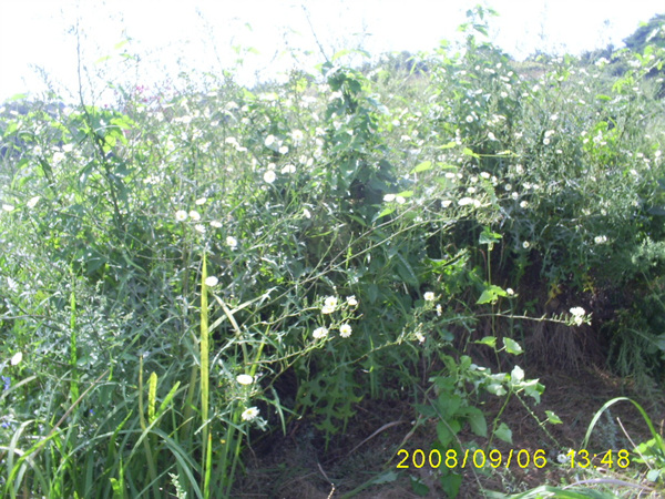080906_S5031508.jpg