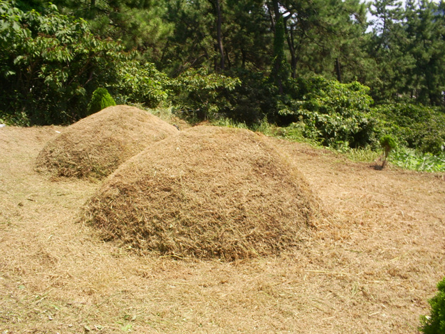 090829_sannumeo125304.jpg